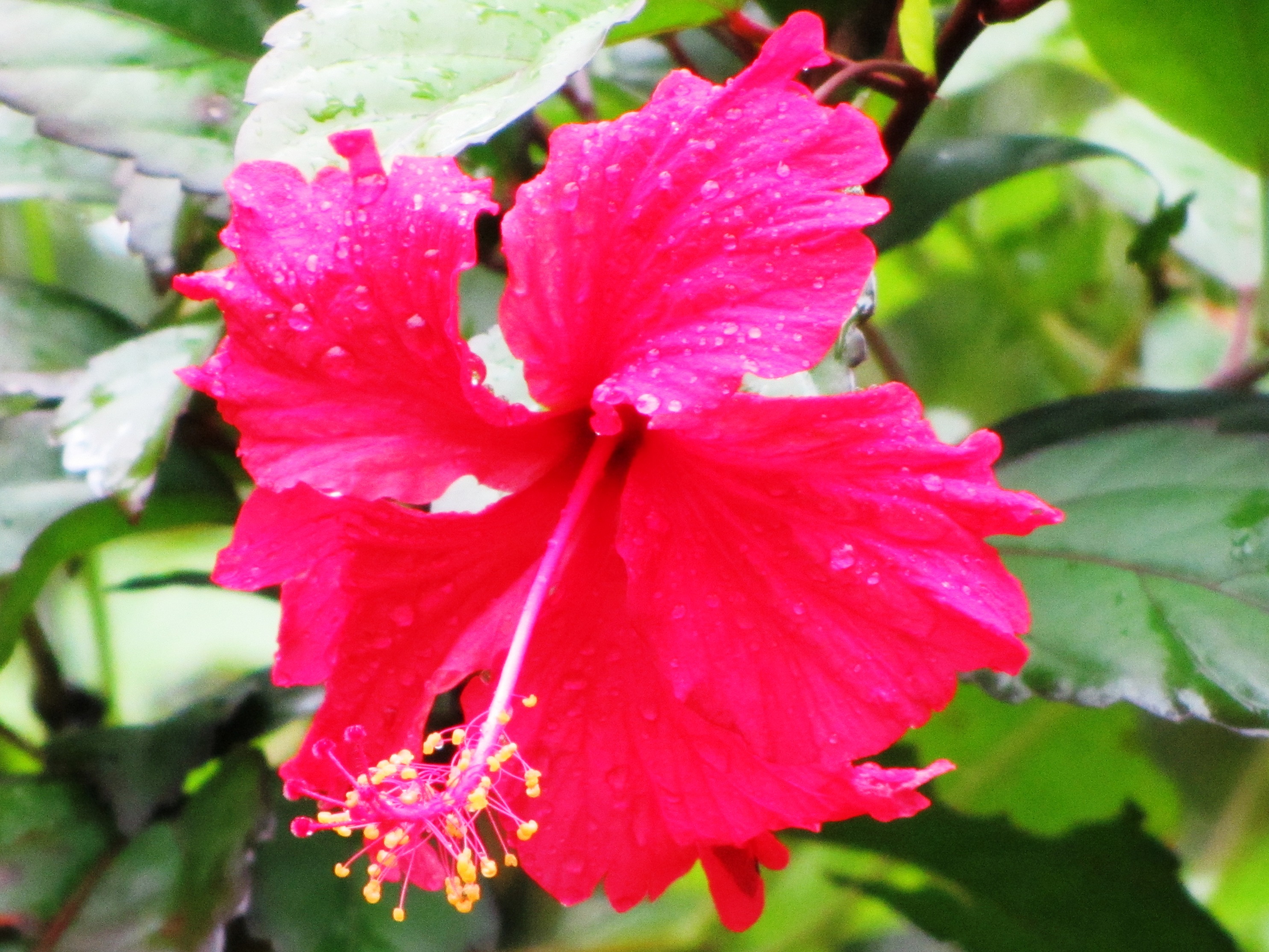 Photo of a flower in the rain forest