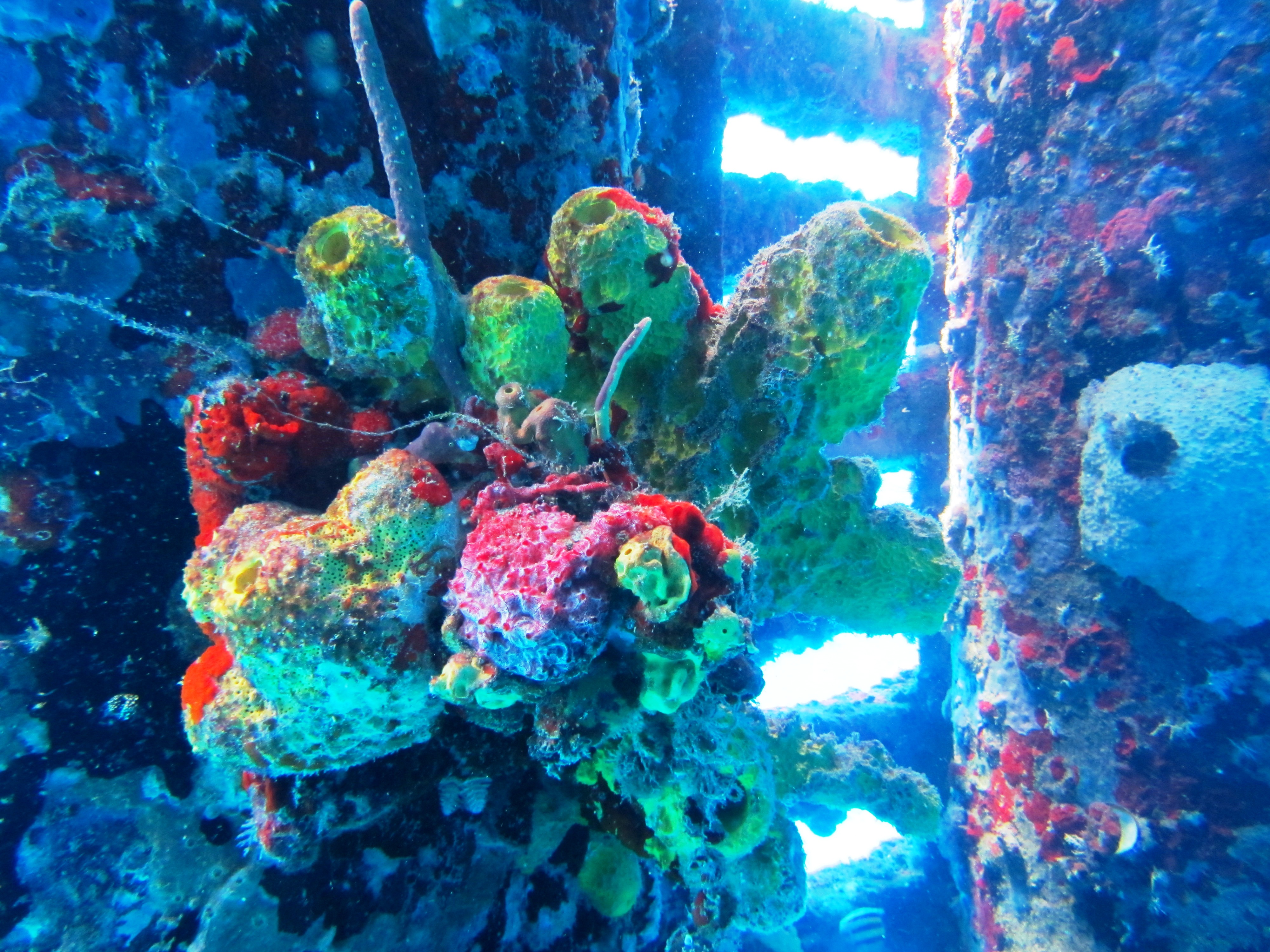 Photo of sponges on Fredericksted’s pier