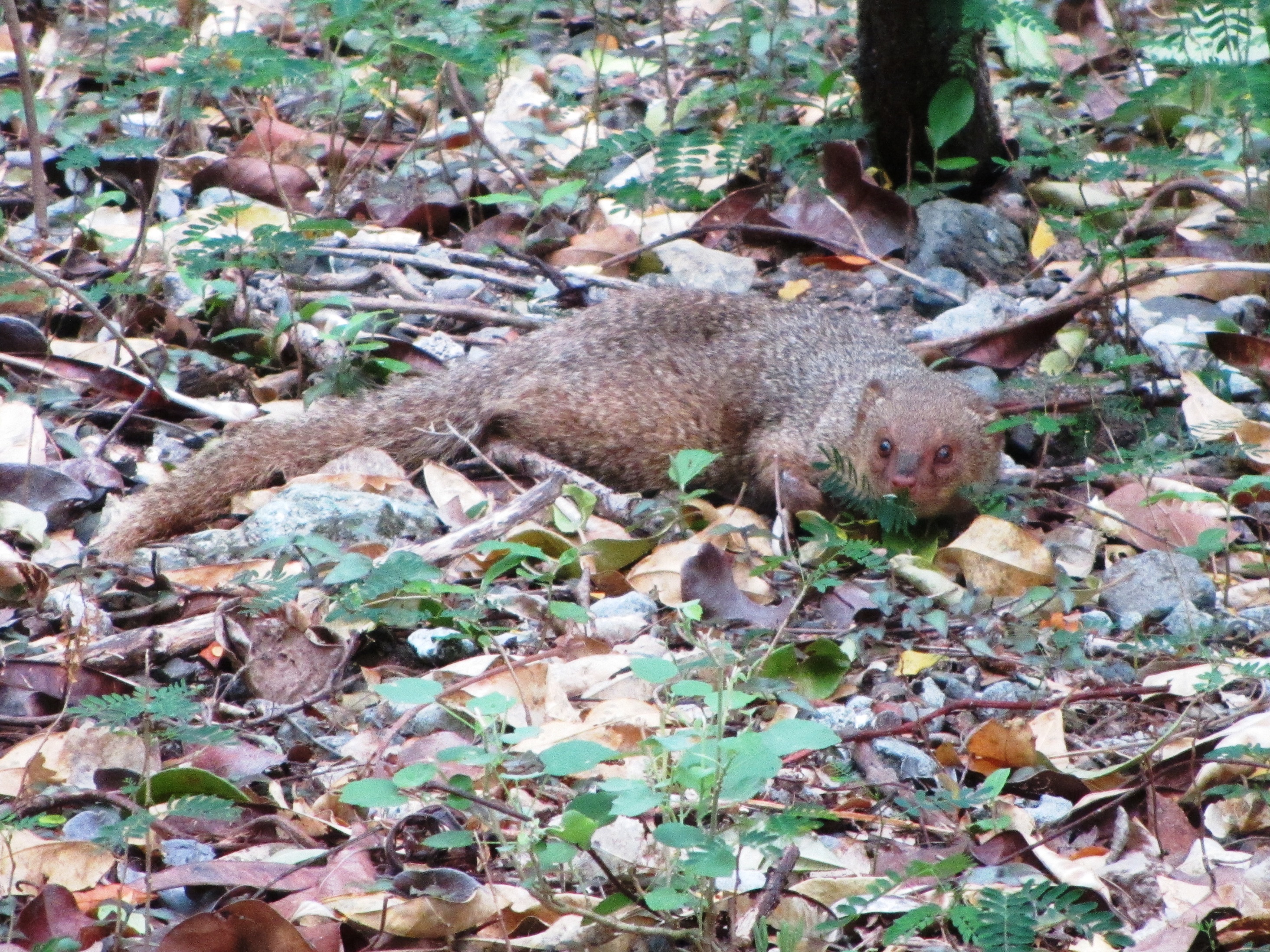Photo of a mongoose