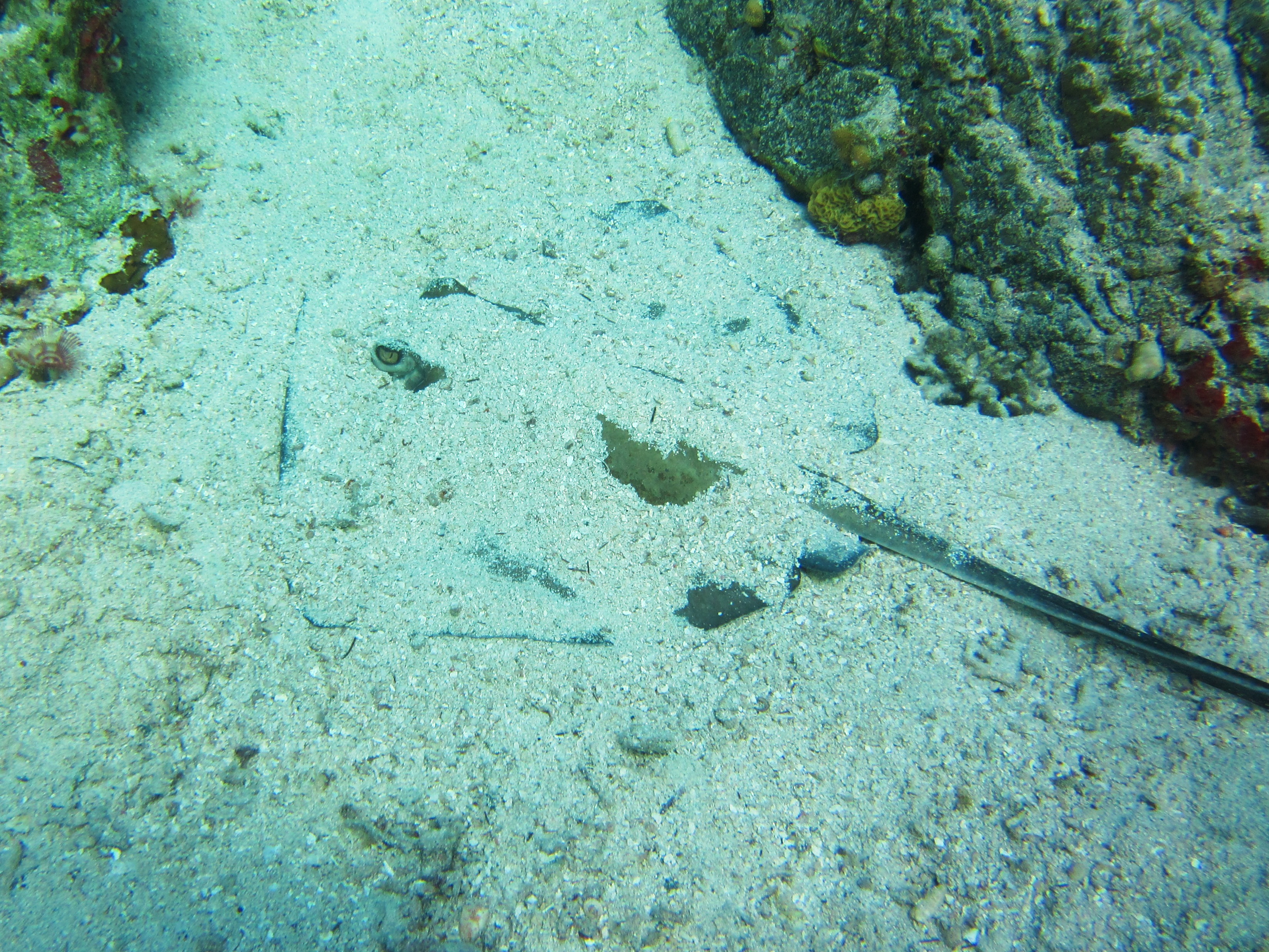 Photo of a camouflaged ray