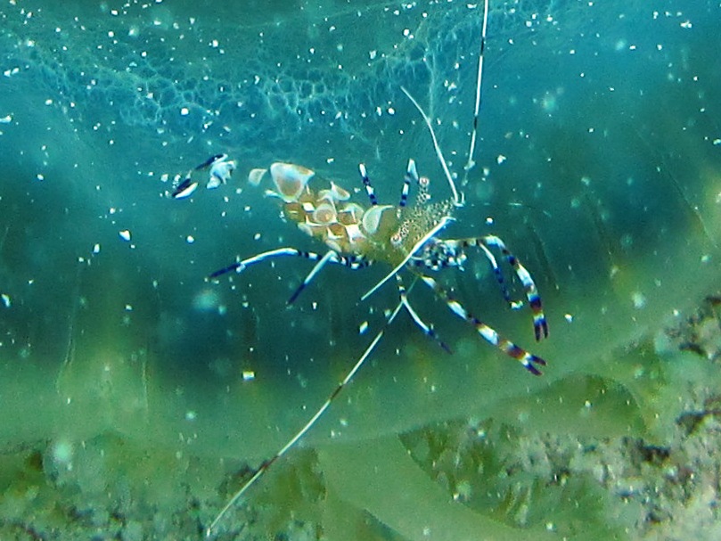 Photo – shrimp on a jellyfish