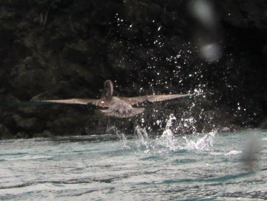 Photo of a pelican taking off