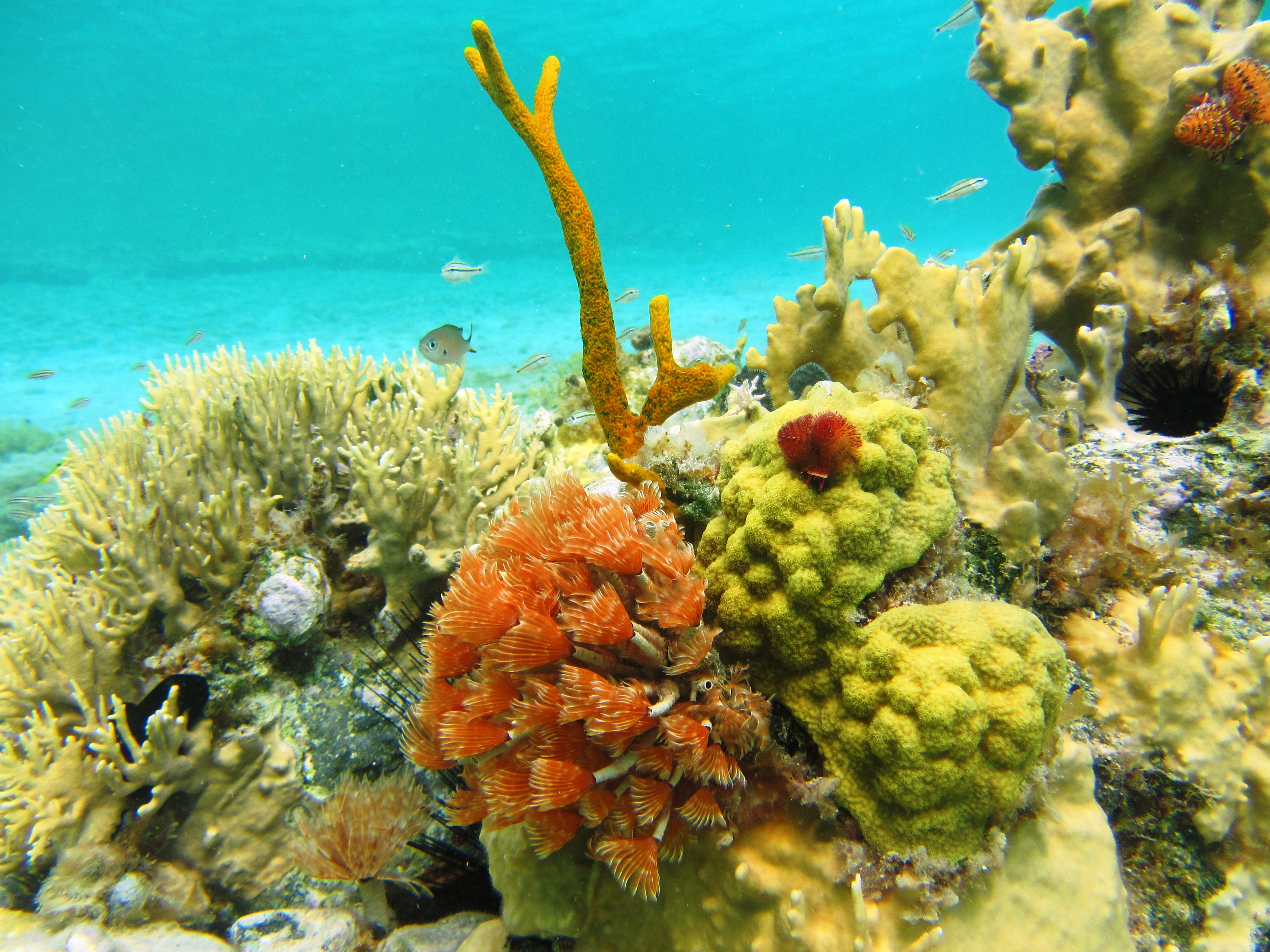 Photo of a reef with orange flowering worms