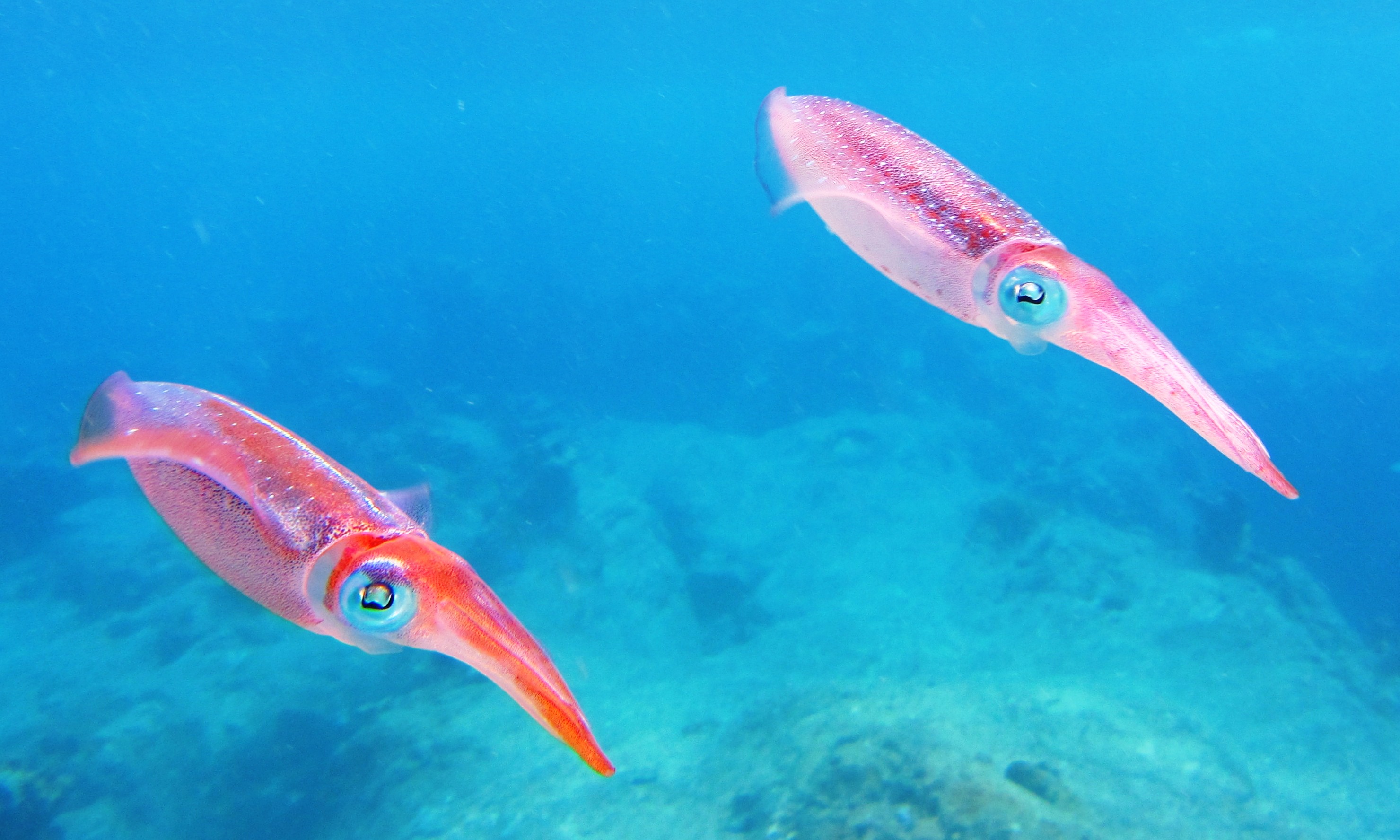 Photo – cuttlefish (squid)