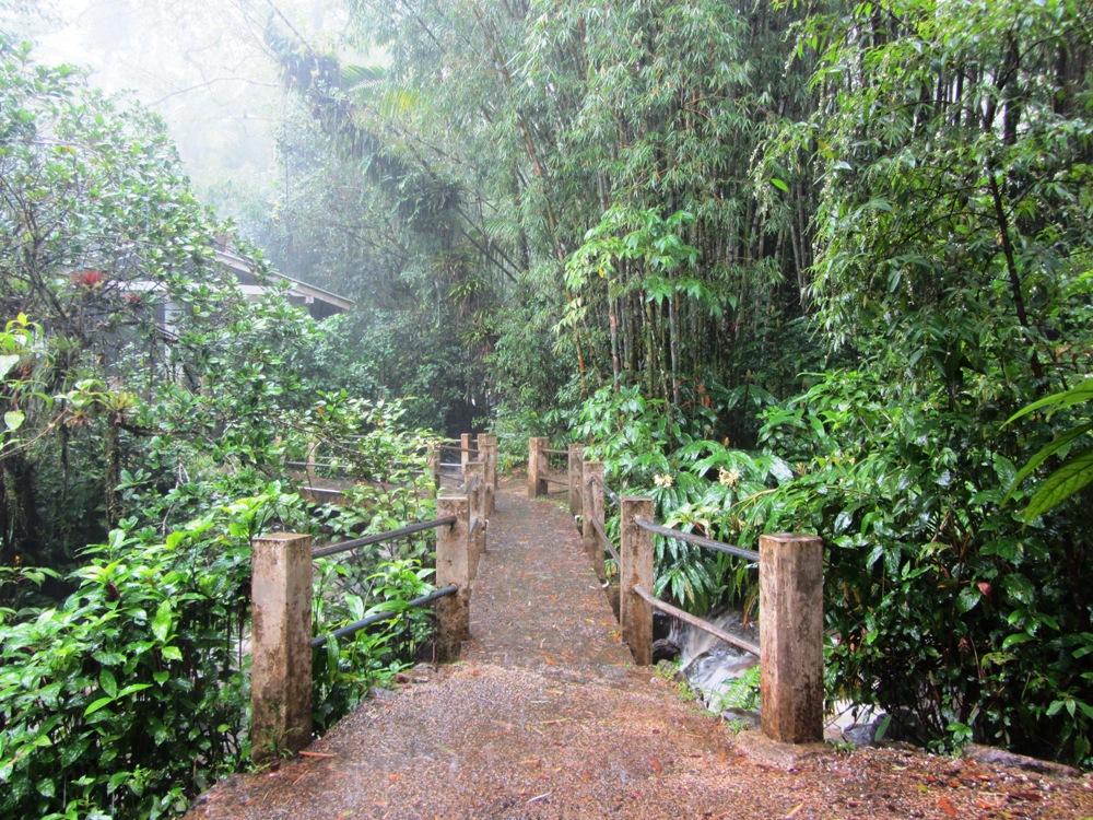 Photo of the rain forest