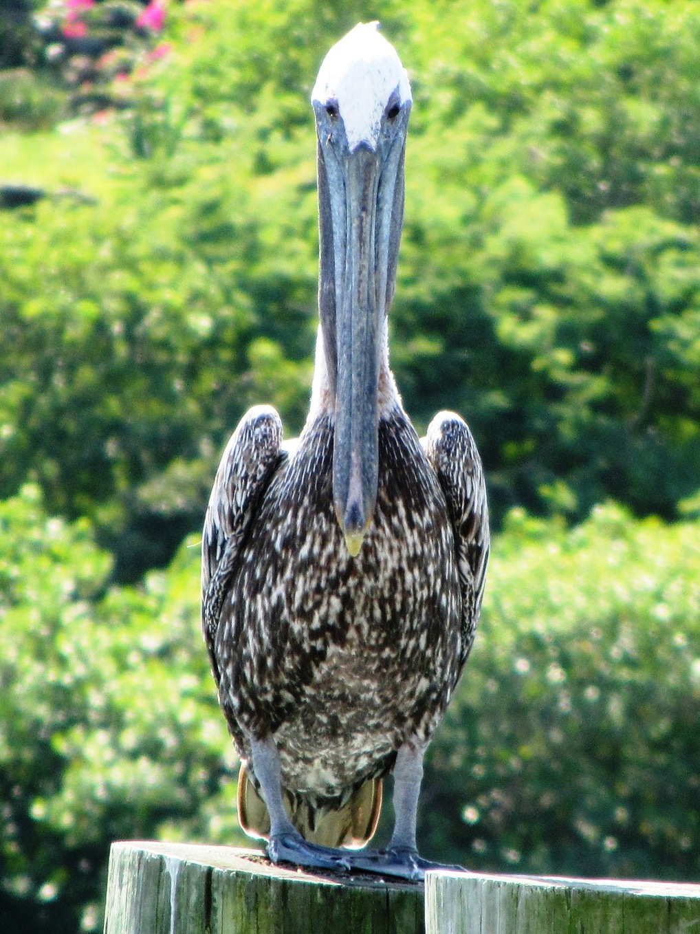Photo of a pelican hanging out