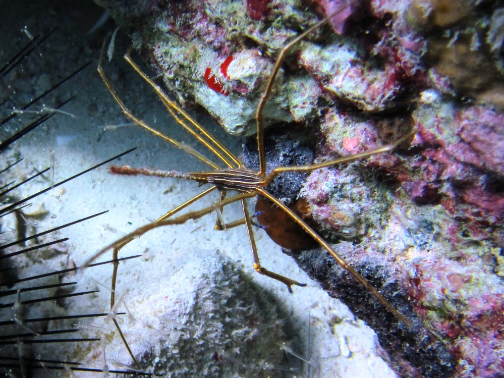 Photo of an arrow crab