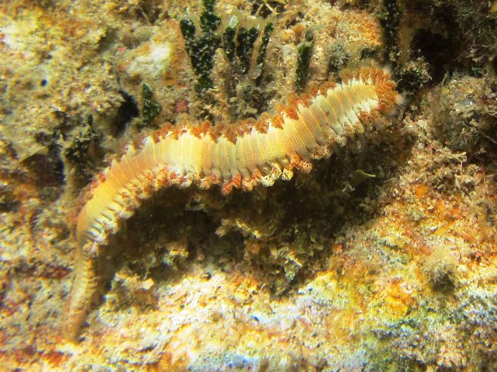 Photo of a fire worm