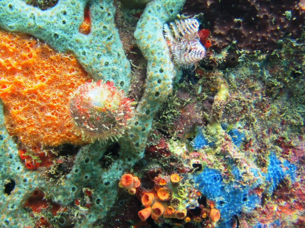 Photo of sponges