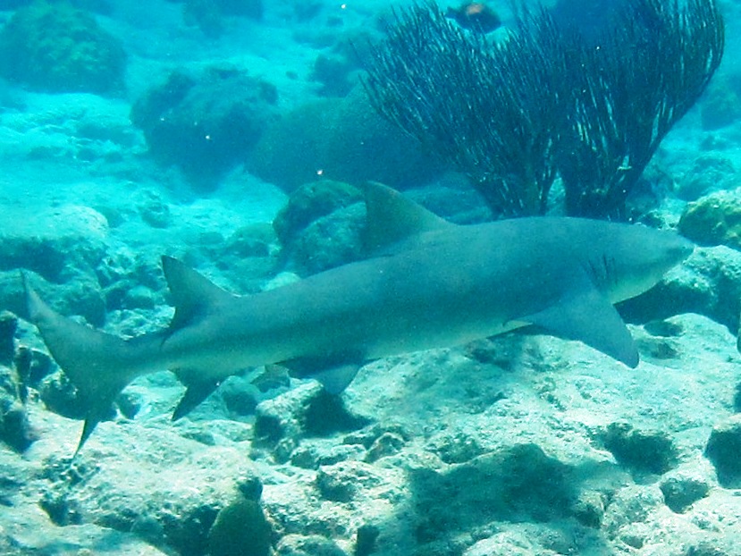Photo of a lemon shark