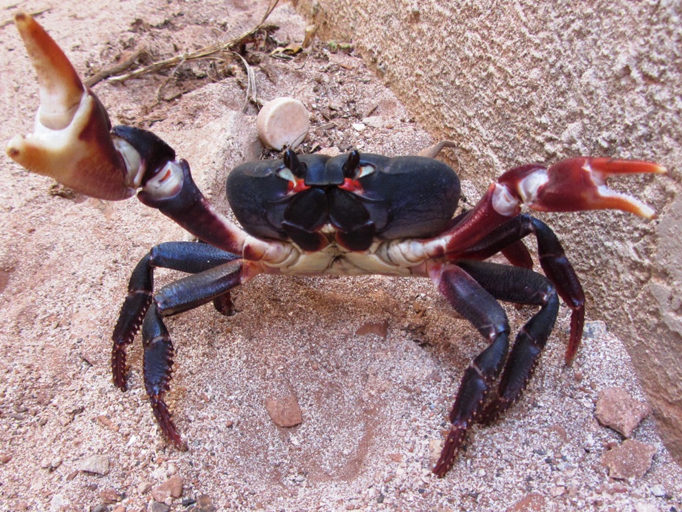 Photo of a land crab