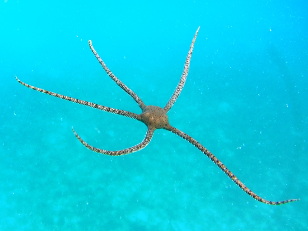 Photo of a brittle starfish