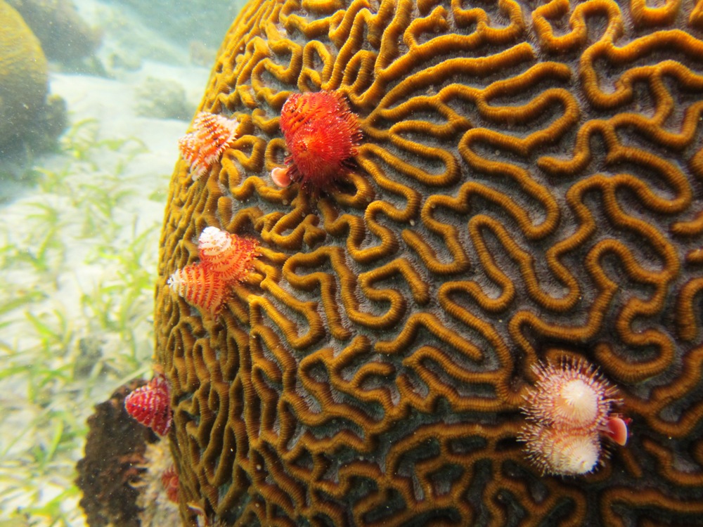 Photo of brain coral and tree worms