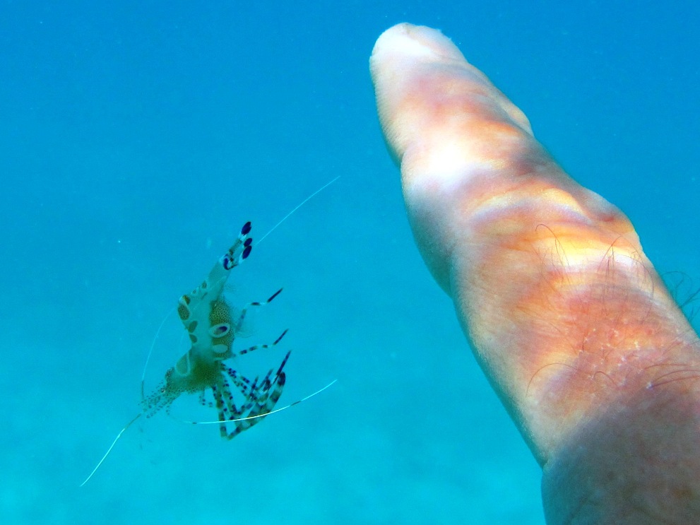 Photo of shrimp jumping off my finger