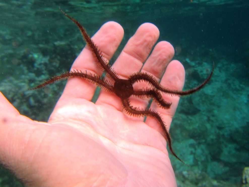 Holding a starfish out for you