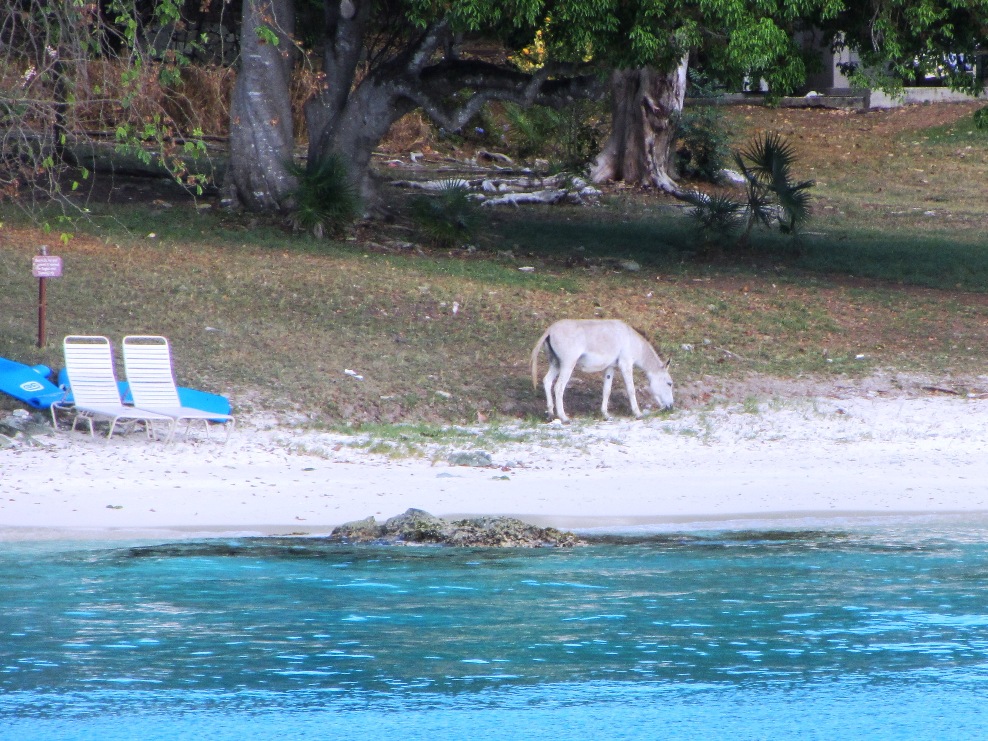 Have you ever seen a donkey on the beach?