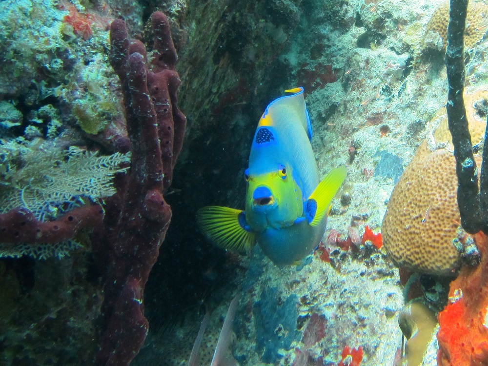 Photo of my favorite fish, and queen angelfish