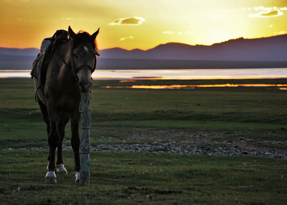 A horse and sunset equals perfection