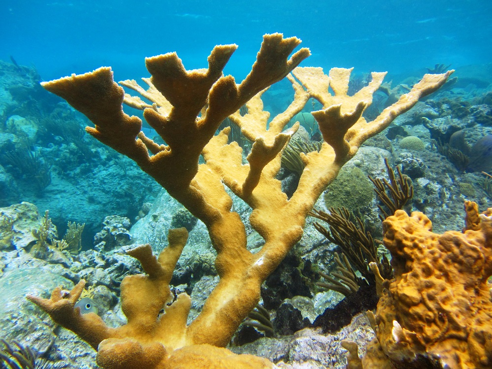 Elkhorn coral is great to see
