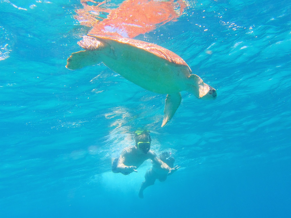 Who doesn’t love swimming with turtles?