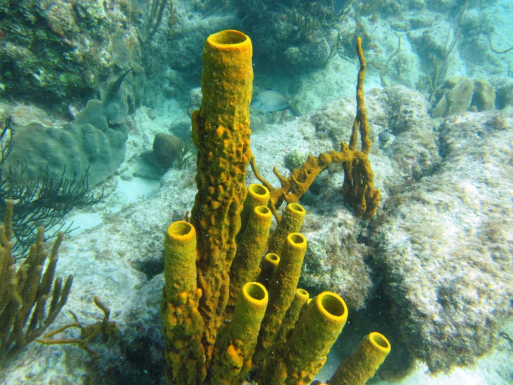 Tube sponge anyone?