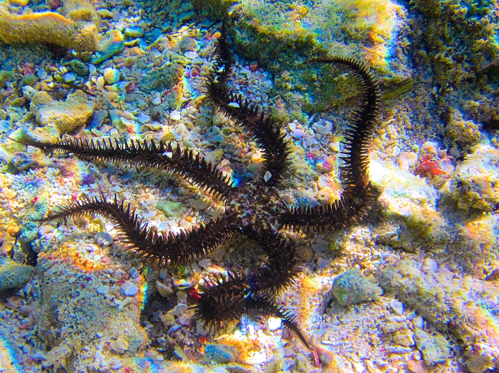 I love finding brittle starfish