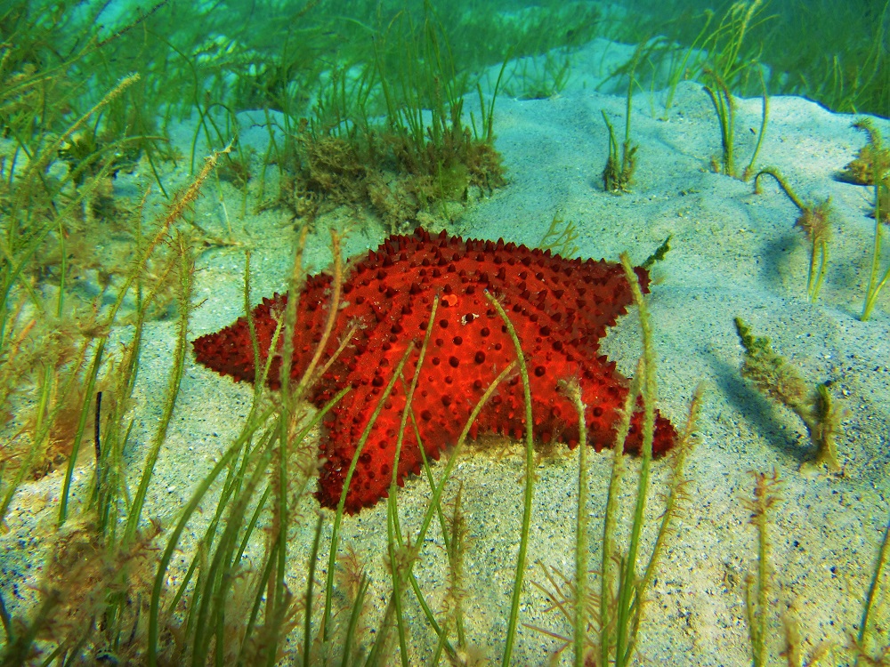 Don’t you love the colors of this starfish and surroundings?