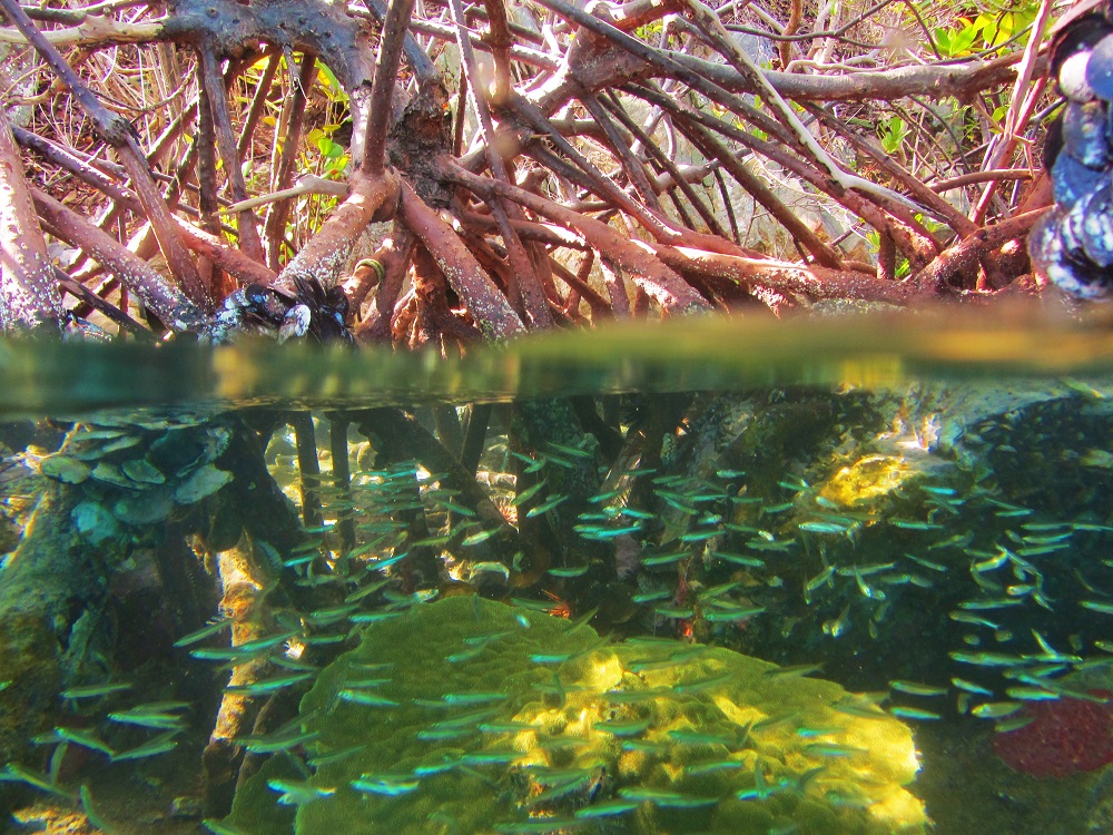 Can you believe below the mangroves can be so amazing?