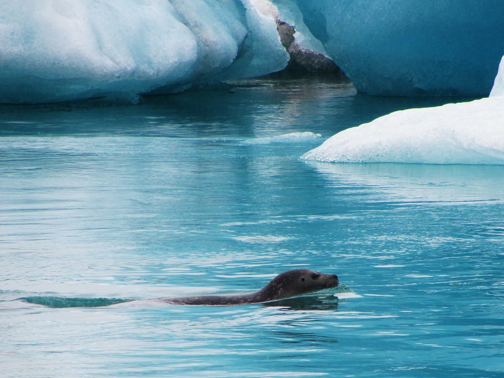 How can you not love Iceland when it gives you seals and icebergs together?