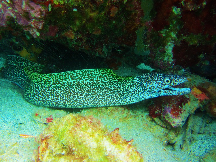 Today’s photo of the day is a great shot of an eel