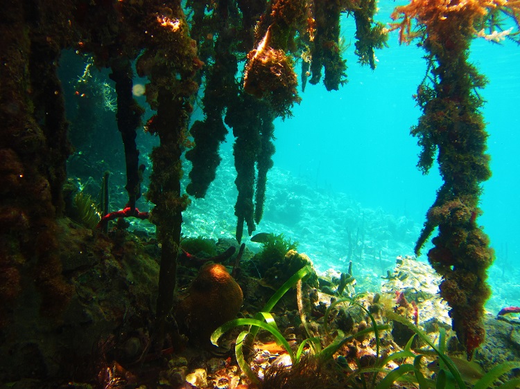 POTD is another one from my favorite snorkel spot