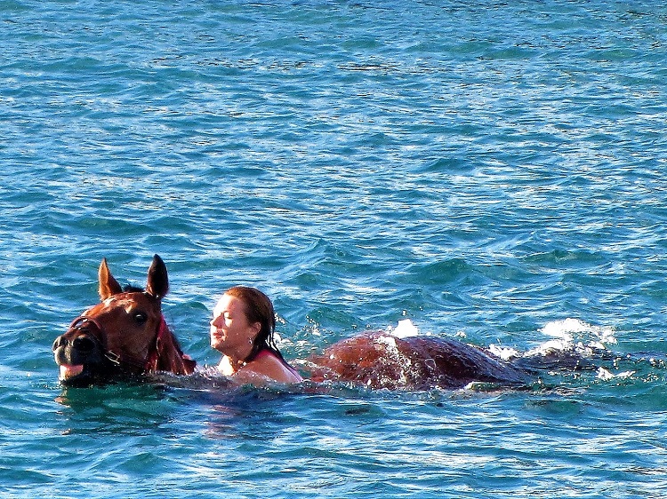 Horses swimming around the boat?