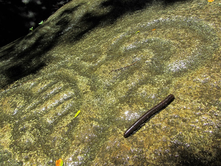 This milliped really highlights the petroglyphs on St John