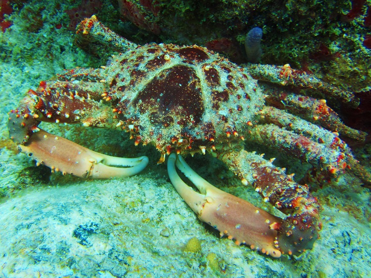 Have you ever seen a spider crab?