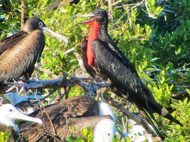 Want to learn more about the frigate birds in Barbuda?