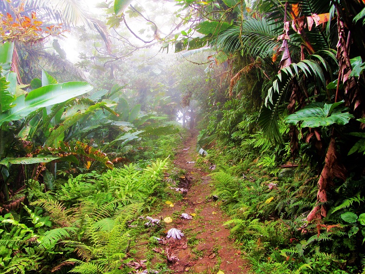 hiking in the clouds on Saba