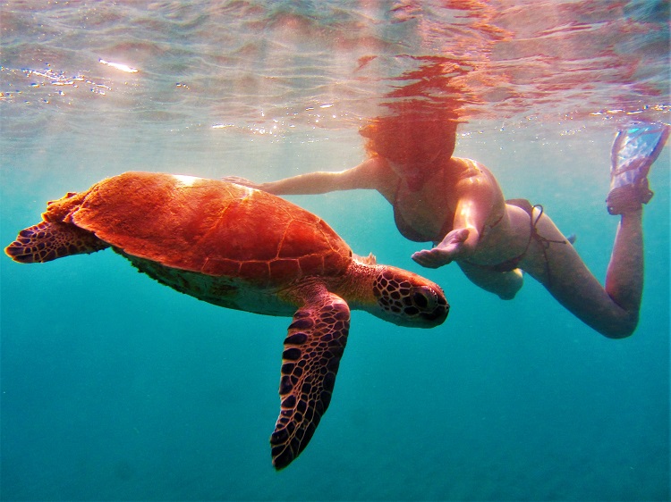 Melek swims with a turtle at Statia