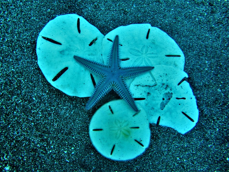 Sand dollars & starfish-and that was not even the best at Statia