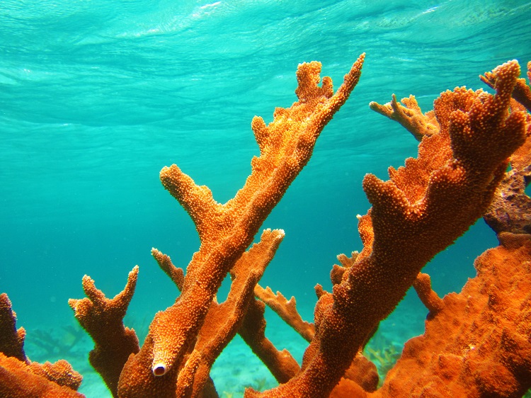 Check out the Elkhorn coral