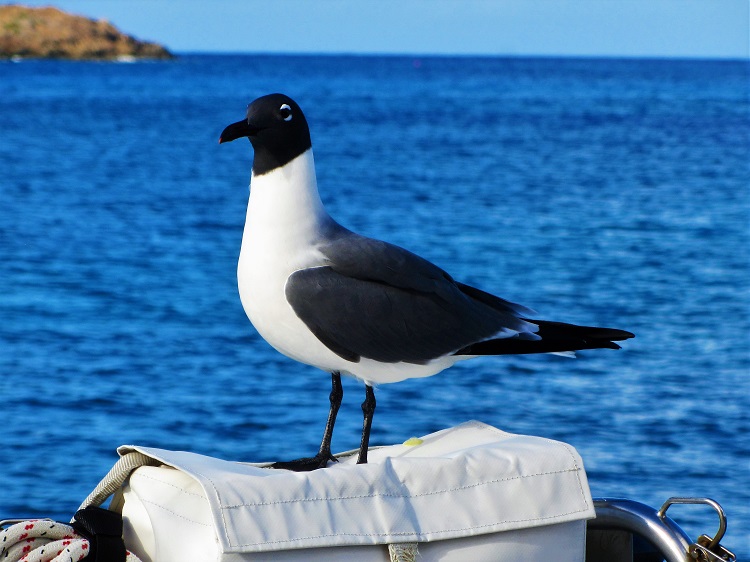 Check out the searat…..I mean seagull