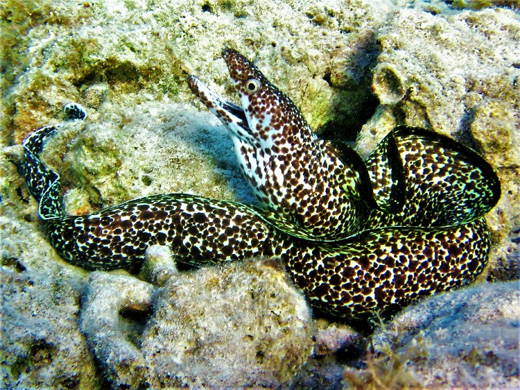 Check out this spotted eel