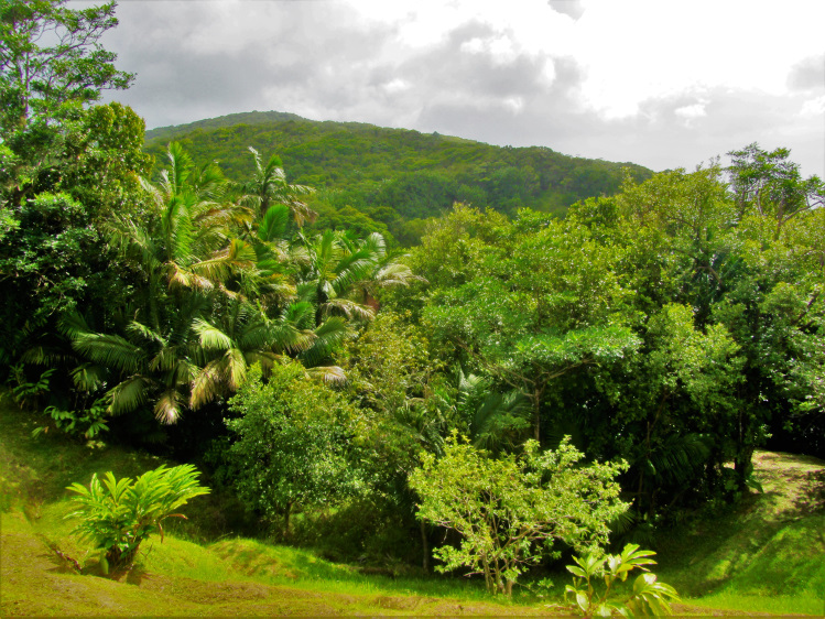 Rain forest drive across Tobago is filled with great views