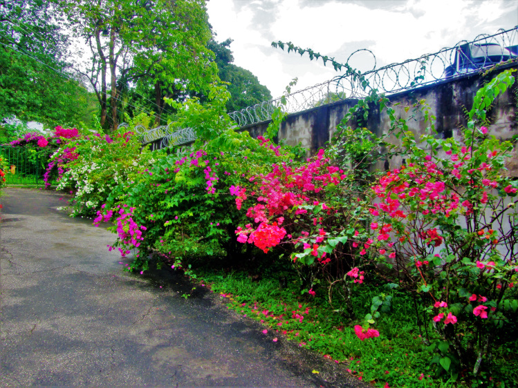 Royal Botanic Garden in Trinidad is one of the oldest in the world