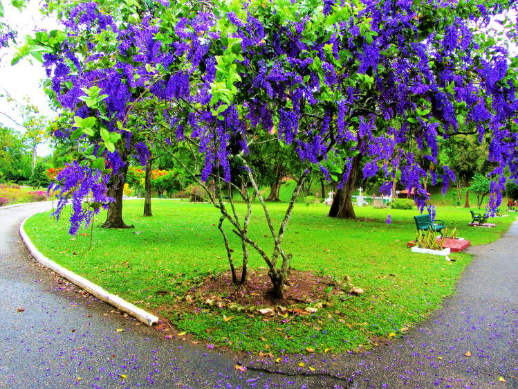 A preview of the Trinidad botanical garden