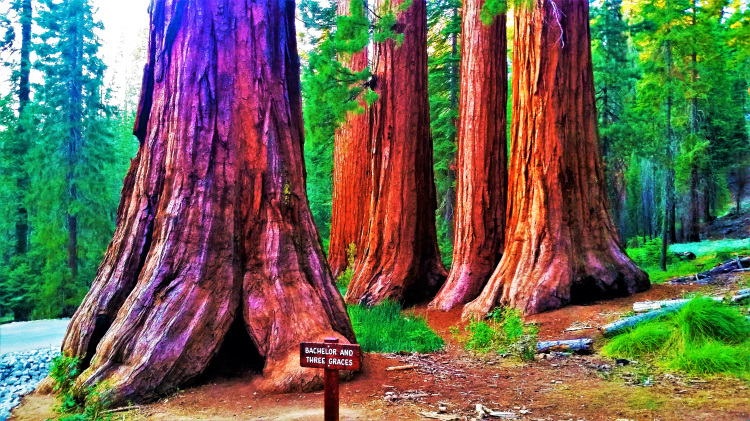 Best trees in Mariposa Grove of Yosemite NP
