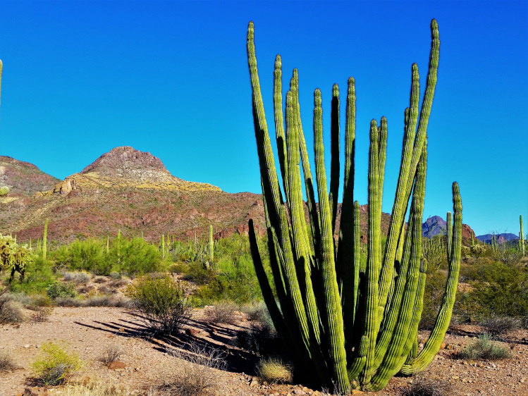 More than just organ pipe cactus grow in this National Monument