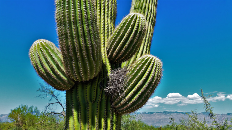 I love this close up of a saguaro cactus