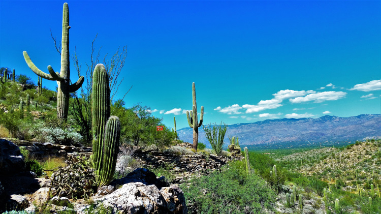 Saguaro National Park is home to the most recognized symbolism of the southwest