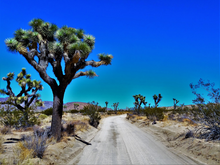 Joshua Tree National Park has two different deserts in it