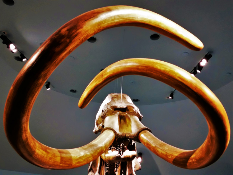 Check out this massive woolly mammoth skull